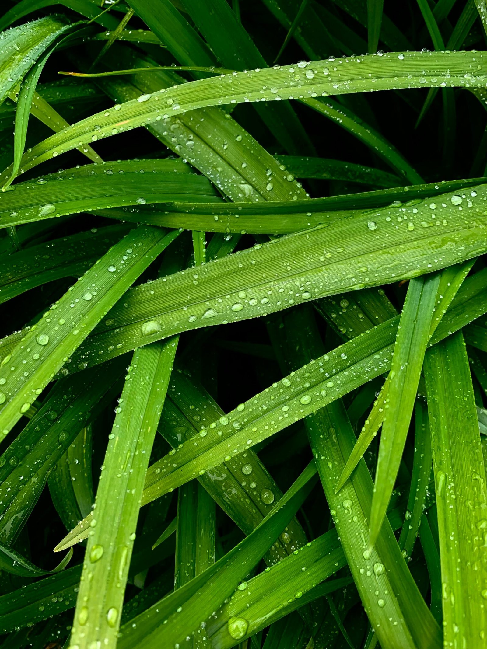 Rainwater Harvesting